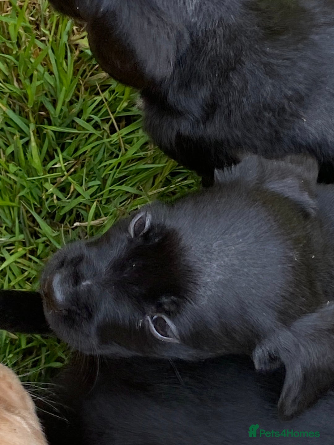 Labrador Retriever dogs for sale: Lab pups x9. - Image 1
