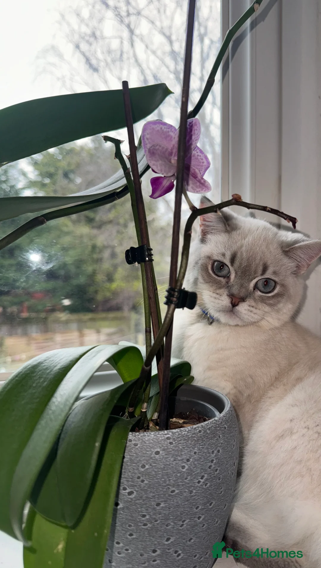 Scottish Fold cats for stud: Lovely Scottish Straight boy for stud in Milton Keynes - Advert 13