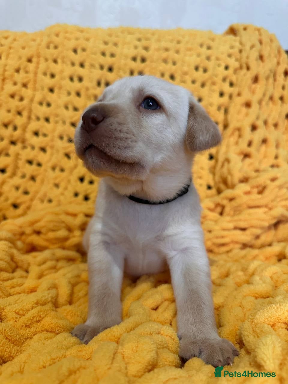 Labrador Retriever dogs Adorable Labs puppies - healthy and family raised. - Advert 2