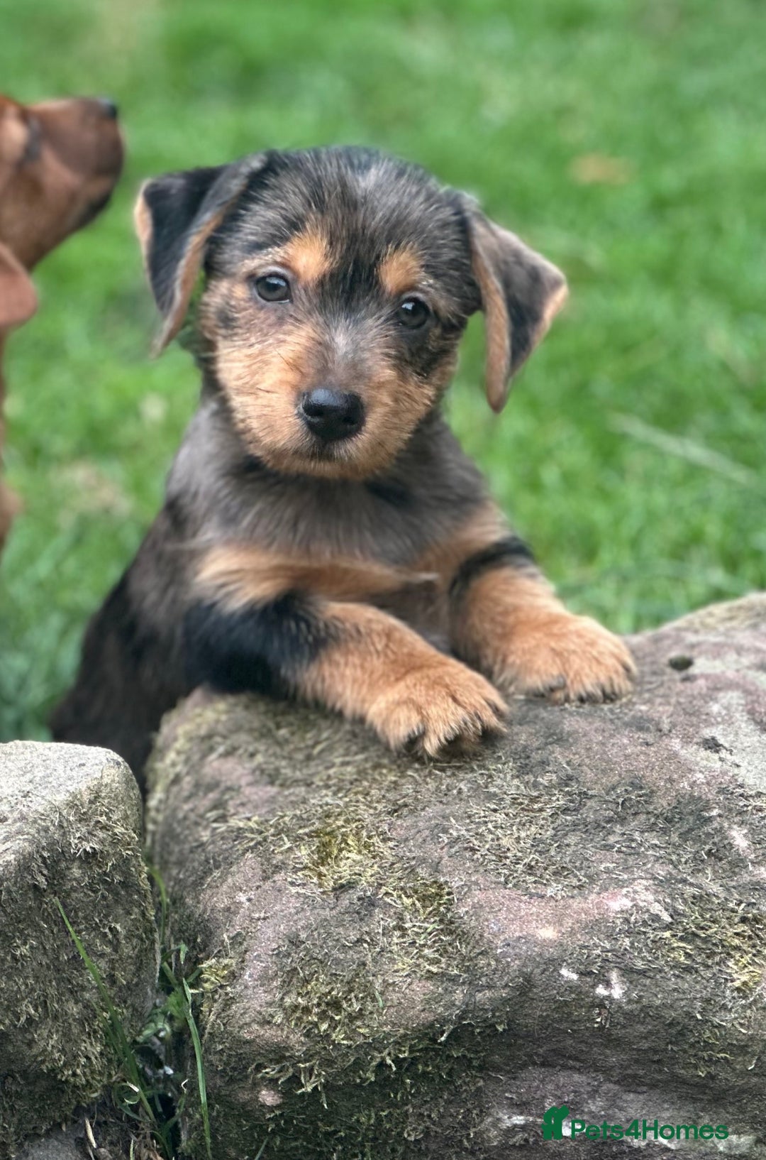 Mixed Breed dogs for sale: Stunning Daxi x Norfolk terrier  - Image 6