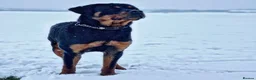 Rottweiler dogs for stud: Rottweiler Rodtang  - Advert 1