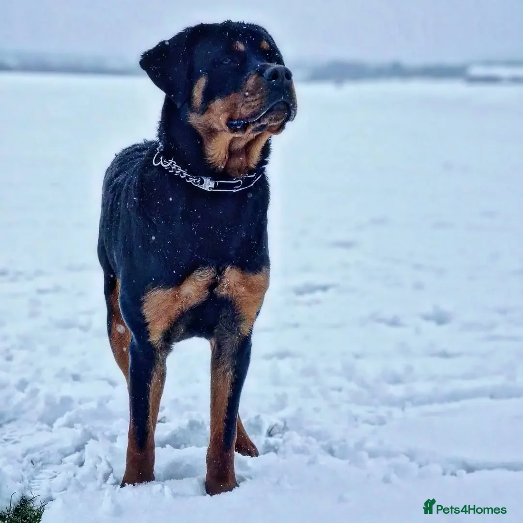 Rottweiler dogs for stud: Rottweiler Rodtang  - Advert 1