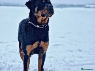 Rottweiler dogs Rottweiler Rodtang in Epsom - Advert 8