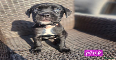 Cane Corso dogs - Advert 8