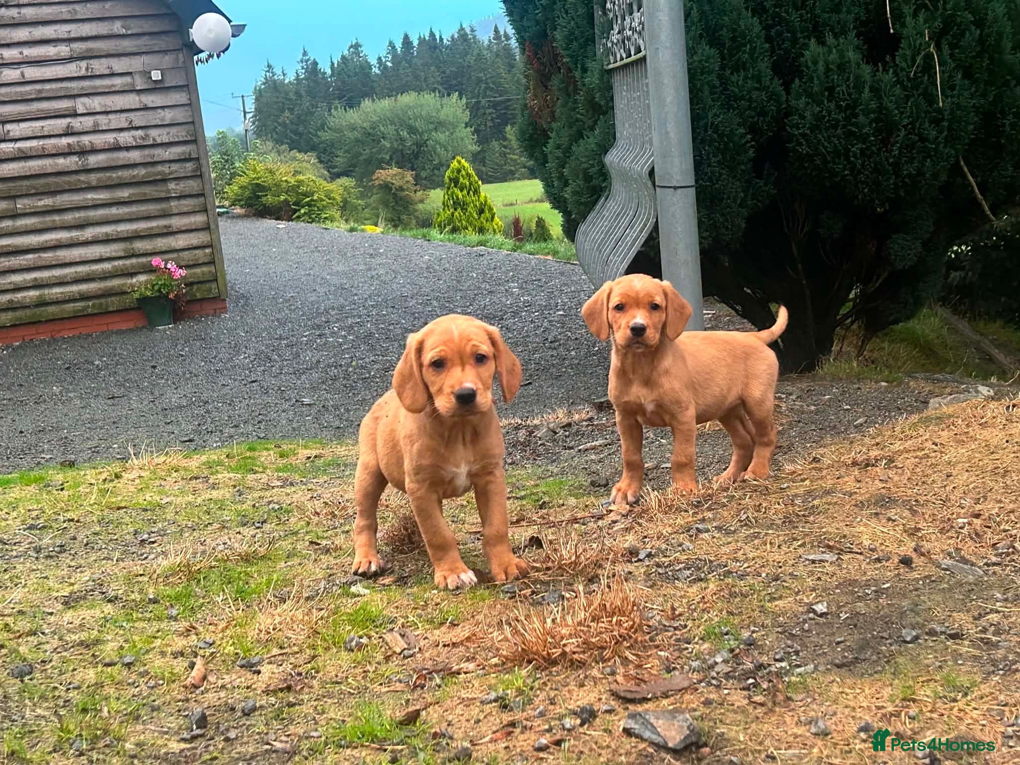 Springador dogs Happy friendly Springador puppies  - Advert 1