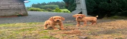 Springador dogs for sale: Happy friendly Springador puppies  - Advert 7