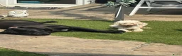 Cane Corso dogs for sale: 8month old cane corso - Advert 4