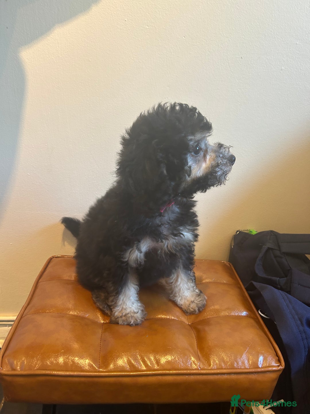 Cavapoo dogs for sale: DNA tested Cavapoo's, licensed breeder  in Battle - Image 4