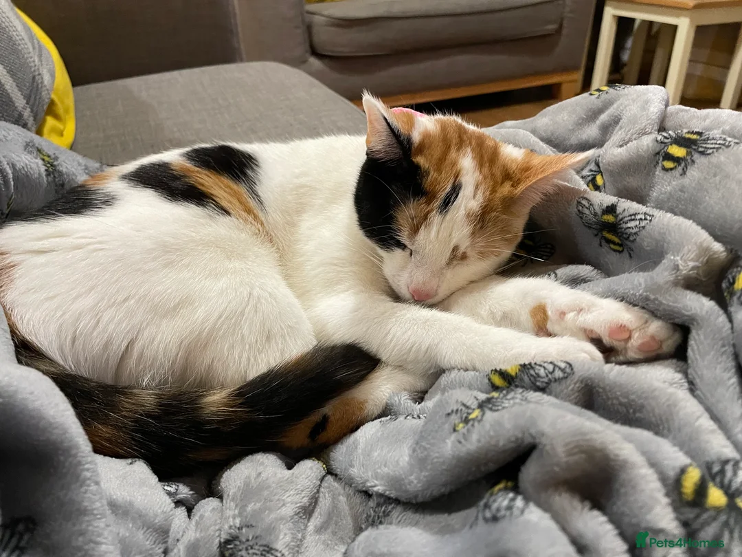 Mixed Breed cats for sale: Mixed breed female  - Advert 9