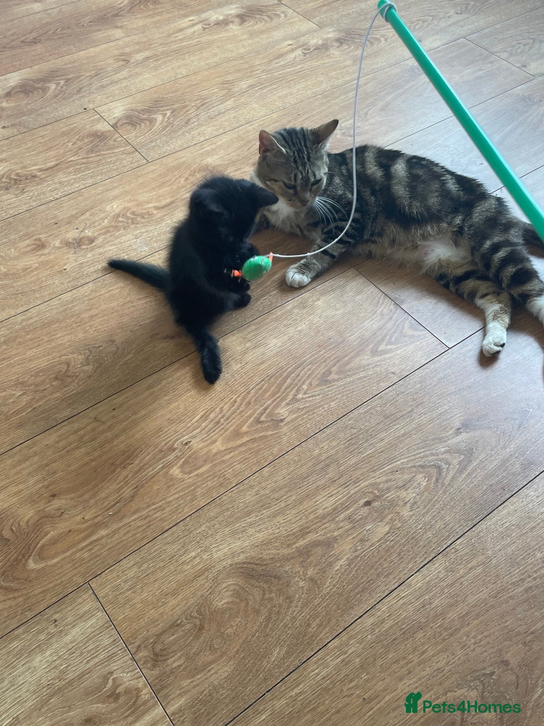 British Shorthair cats for sale: Kittens - Image 4