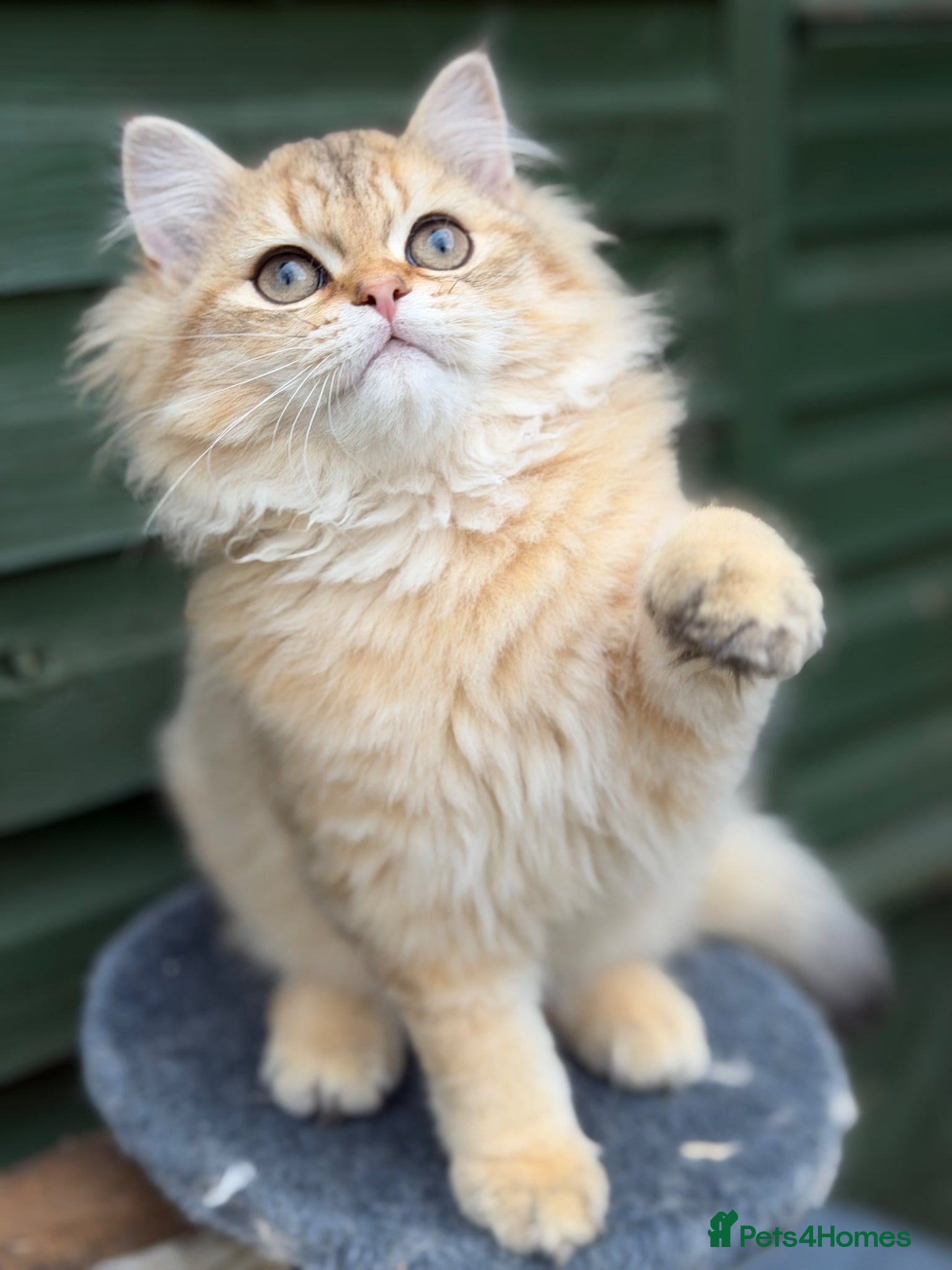 British Longhair cats British Longhair golden kittens TICA - Advert 1