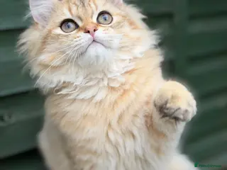 British Longhair cats British Longhair golden kittens TICA - Advert 1