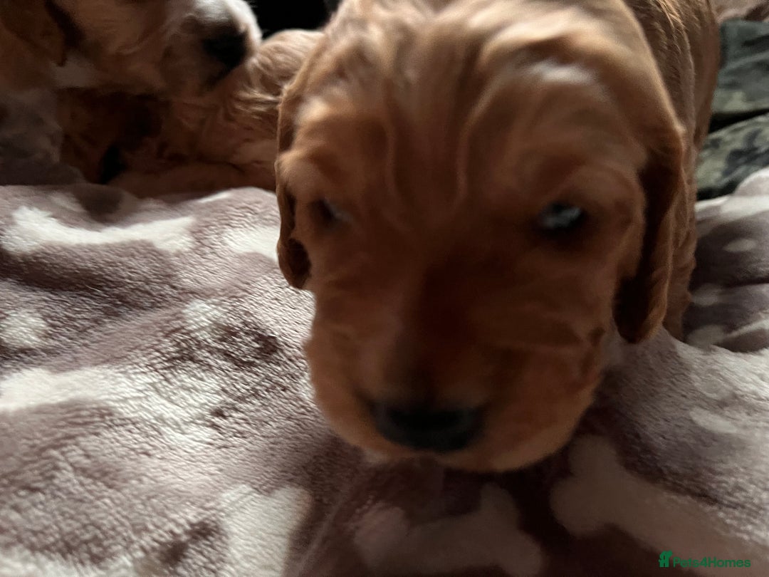Cockapoo dogs for sale: Cocker spaniel/Cockapoo Pups - Advert 22