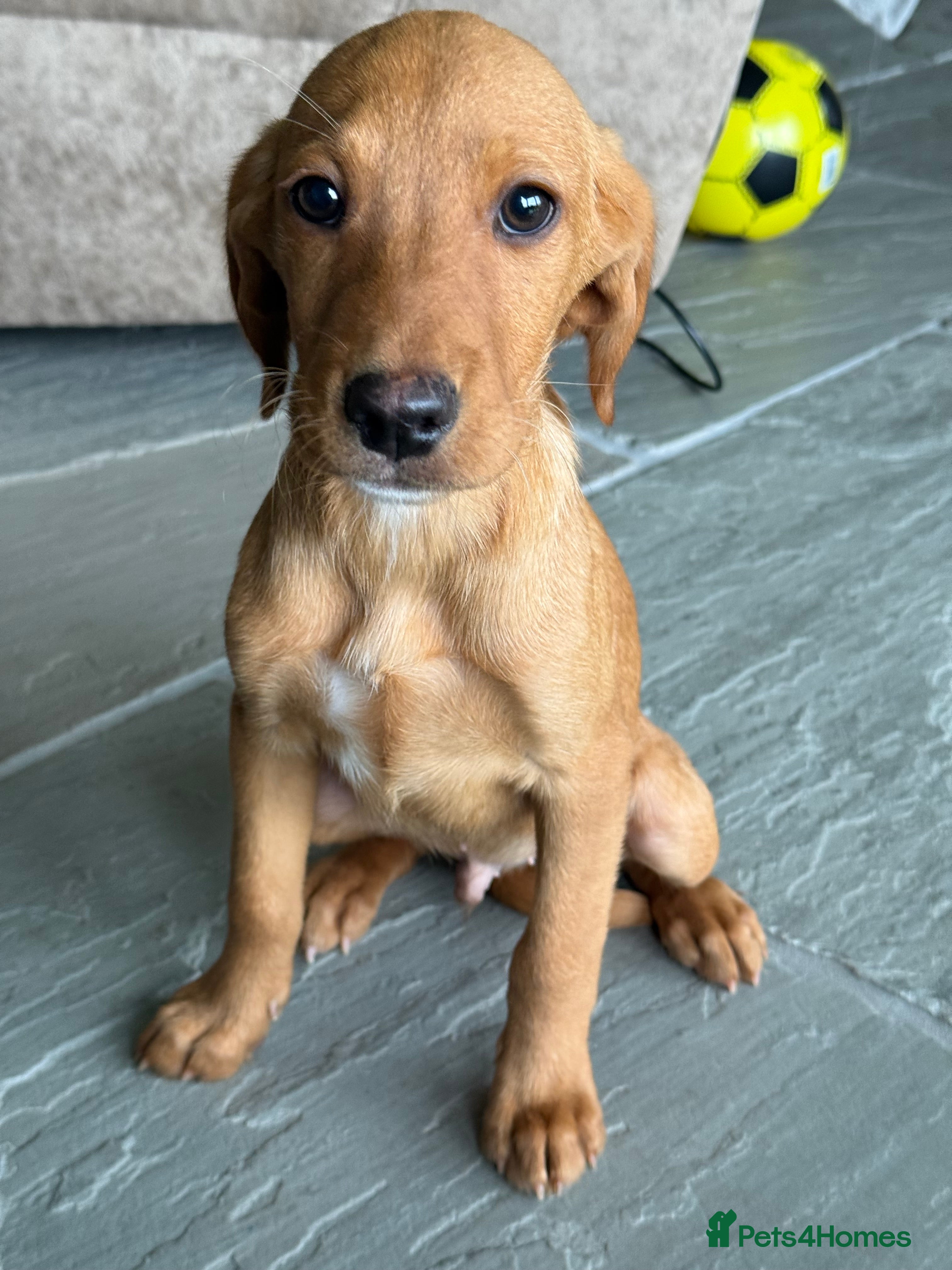 Labrador Retriever dogs Fox red & Yellow Labrador Puppies  - Advert 2