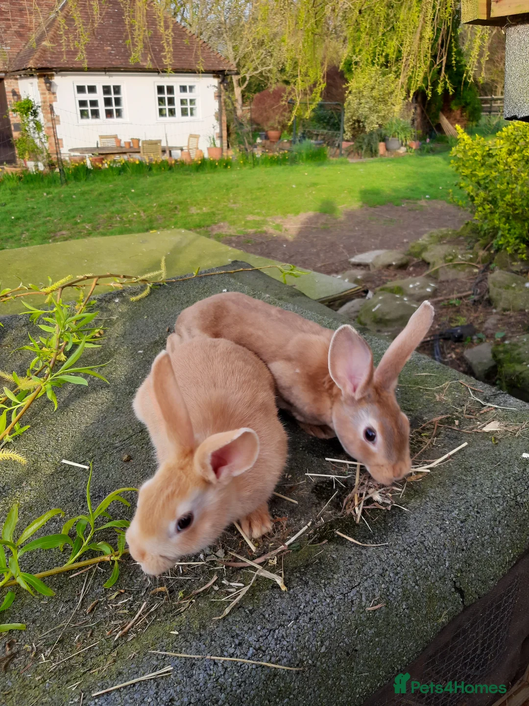 Rex rabbits for sale: Mixed rex with the English - Advert 13