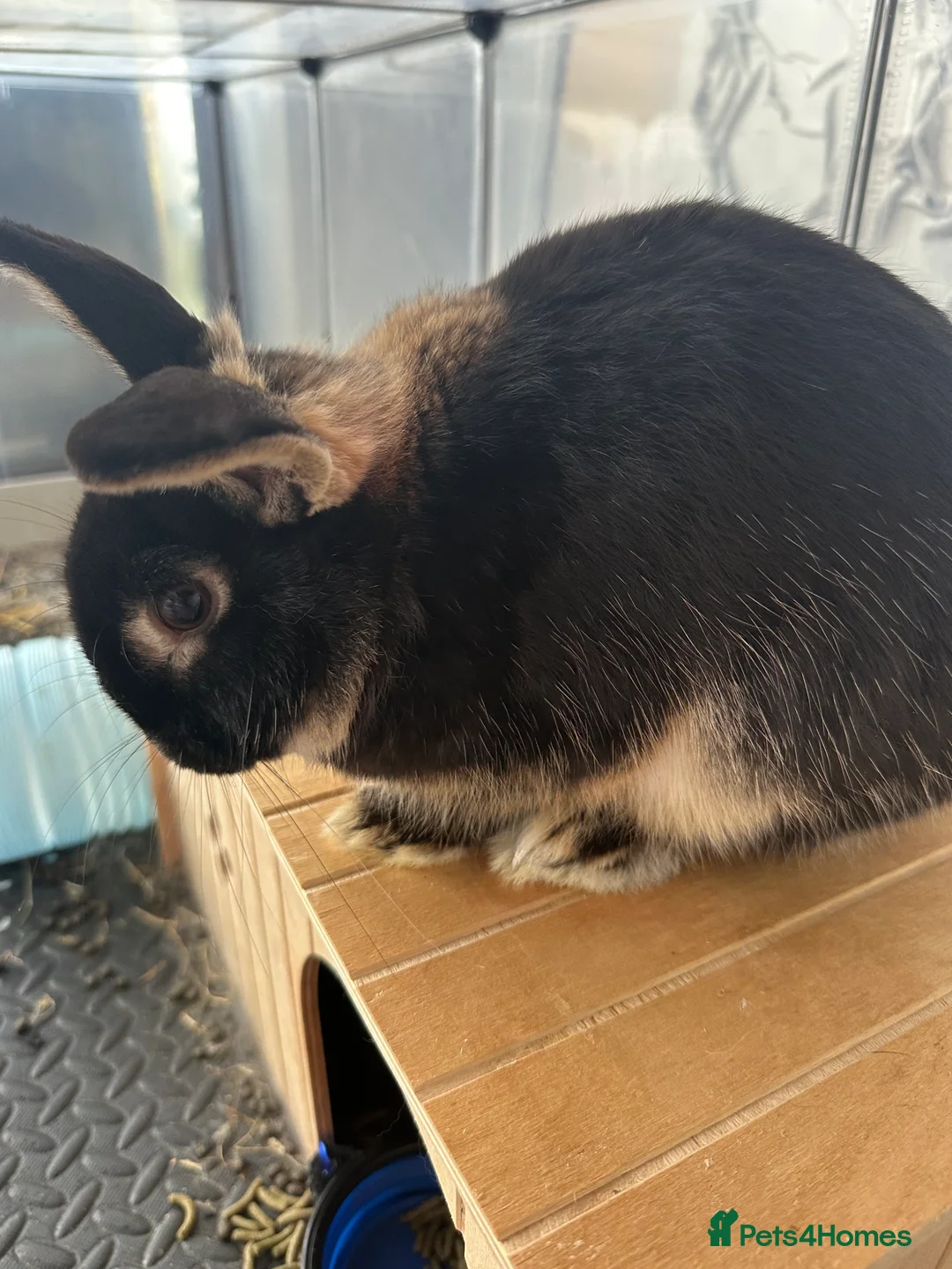 English rabbits for sale: Rabbit rehoming  - Advert 3