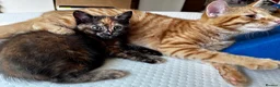 Mixed Breed cats for sale: Amiable bengal&tabby mixed kittens - Advert 8