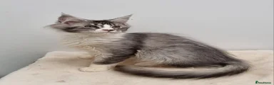 Silver and white female 