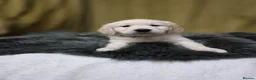 Golden Retriever dogs for sale: Golden retriever puppies  - Advert 18