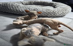 Sphynx cats for sale: 3 beautiful sphynx kittens  - Image 2