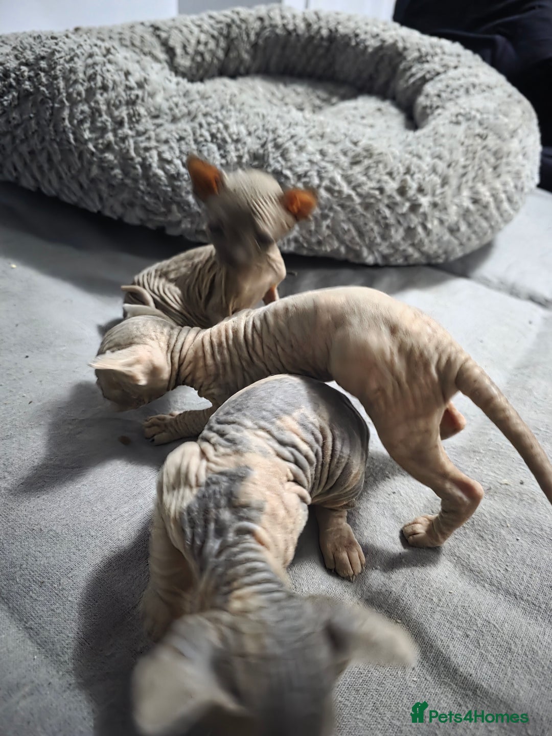 Sphynx cats for sale: 3 beautiful sphynx kittens  - Image 2