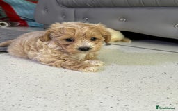 Maltipoo dogs for sale: Outstanding F1 Maltipoo Puppies - Image 7