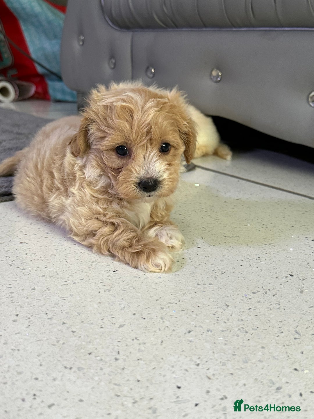Maltipoo dogs for sale: Outstanding F1 Maltipoo Puppies - Image 7
