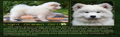 Light Green Girl