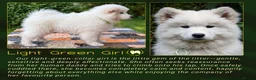 Samoyed dogs for sale: KC Registered Samoyed Puppies from a champion sire in Turriff - Advert 4