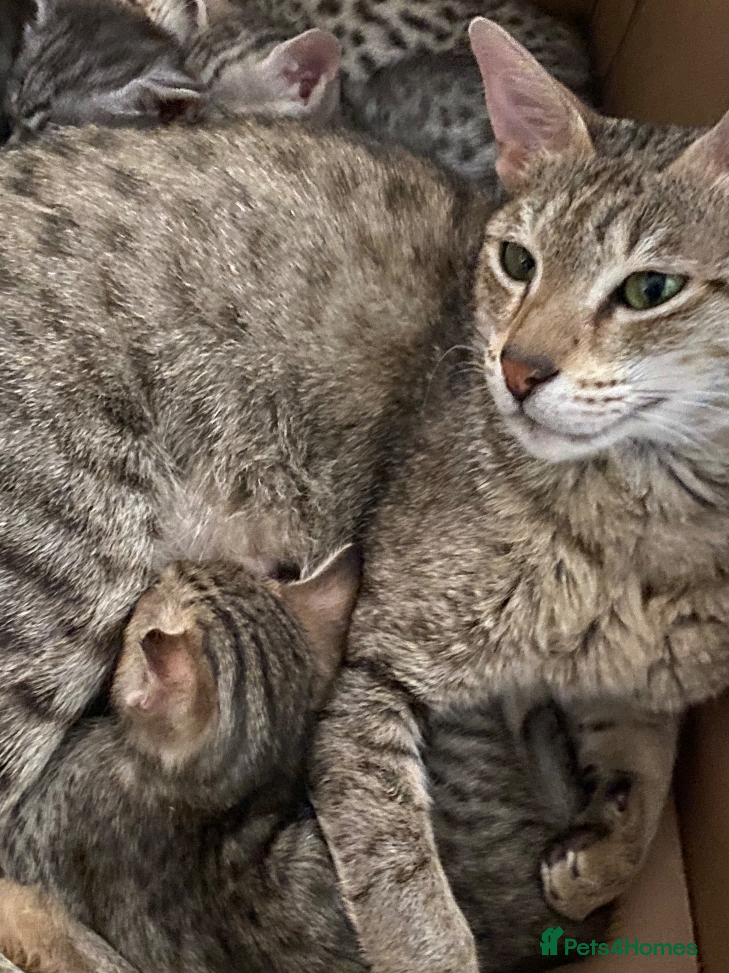 Savannah cats Stunning pedigree SAVANNAH girl f5 sbt - Advert 6