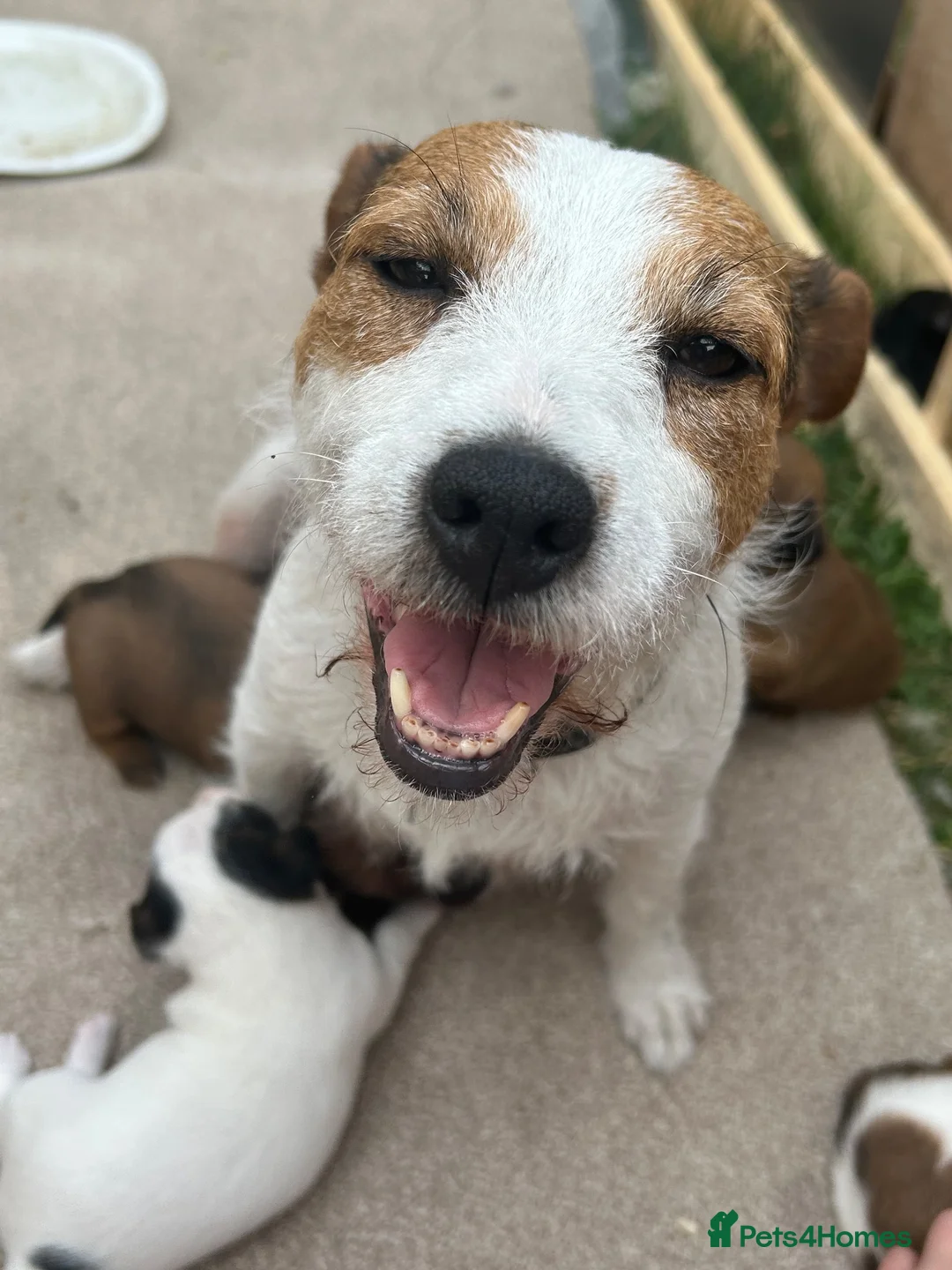 Mixed Breed dogs for sale: Puppies Lakeland x Patterdale in Bury Saint Edmunds - Advert 8