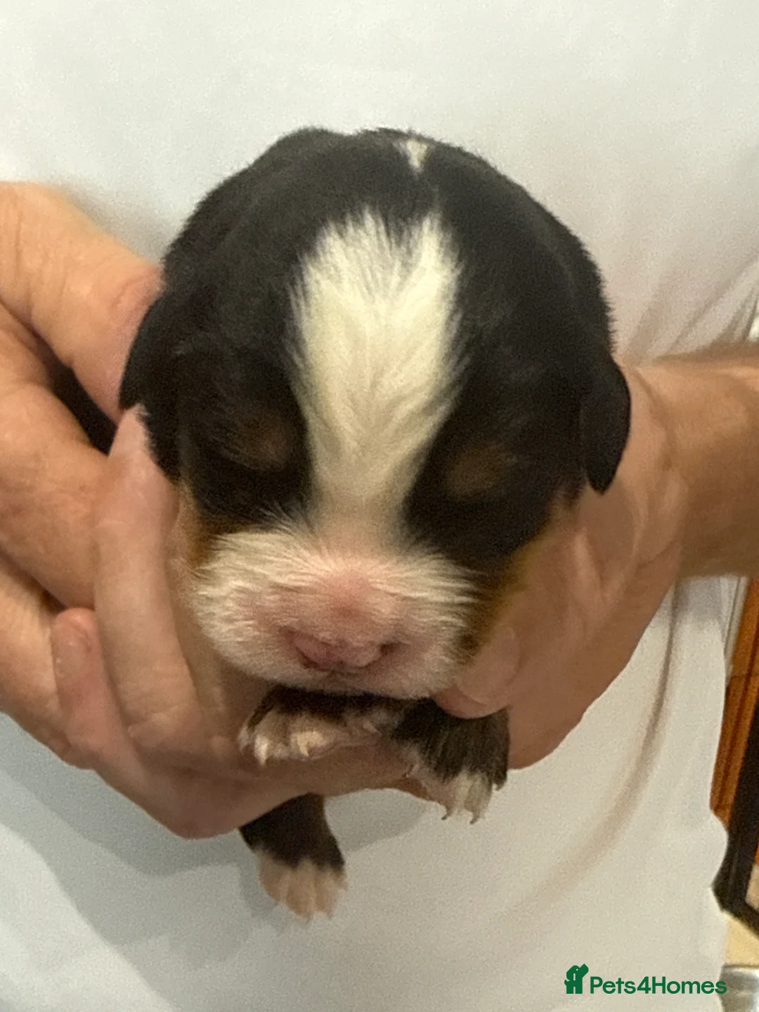 Bernedoodle dogs for sale: Beautiful Tri colour bernedoodle puppies  - Advert 39