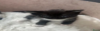 Tuxedo black and white male
