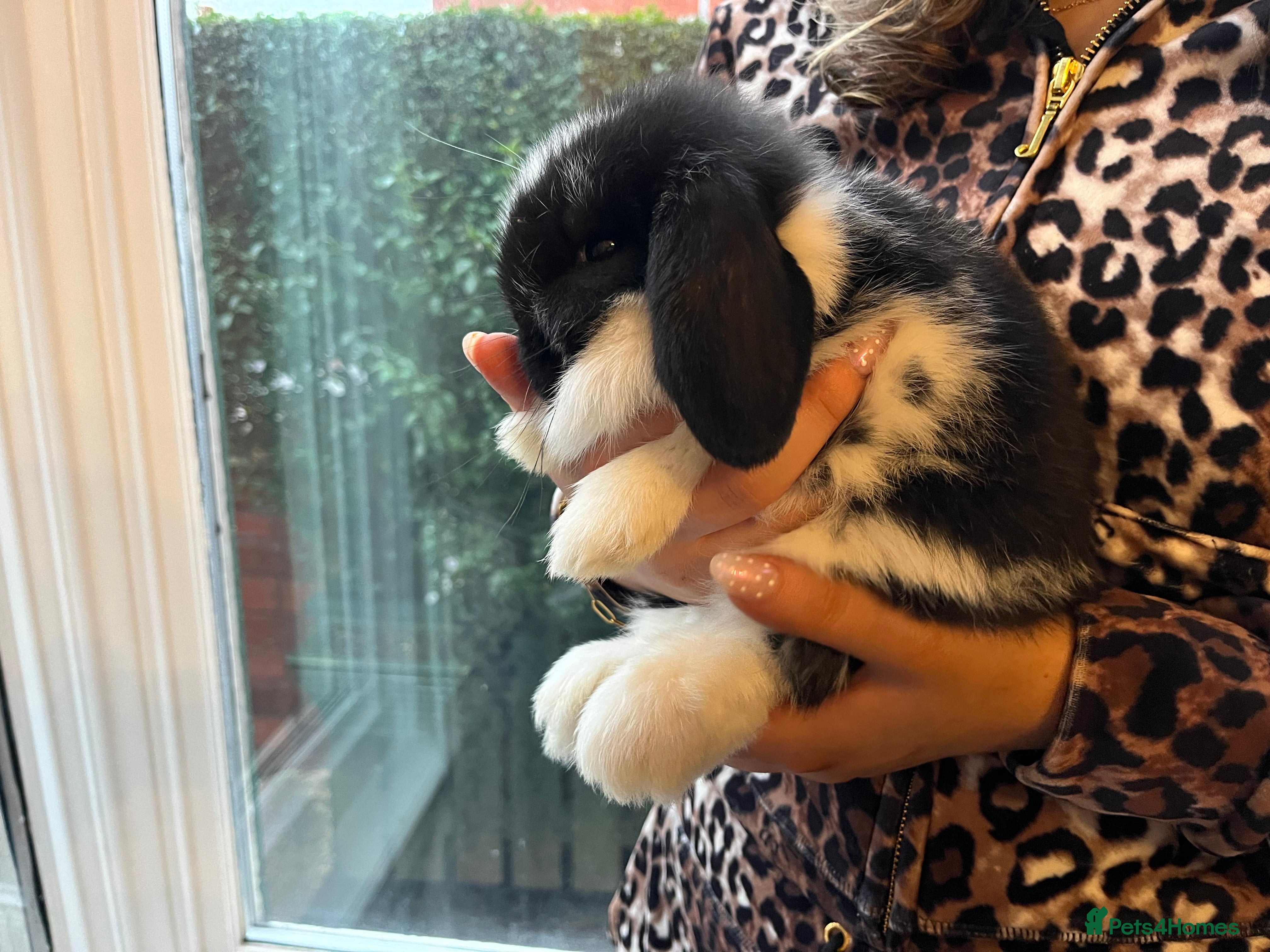 Mini Lop rabbits Baby Mini Lops - Advert 4