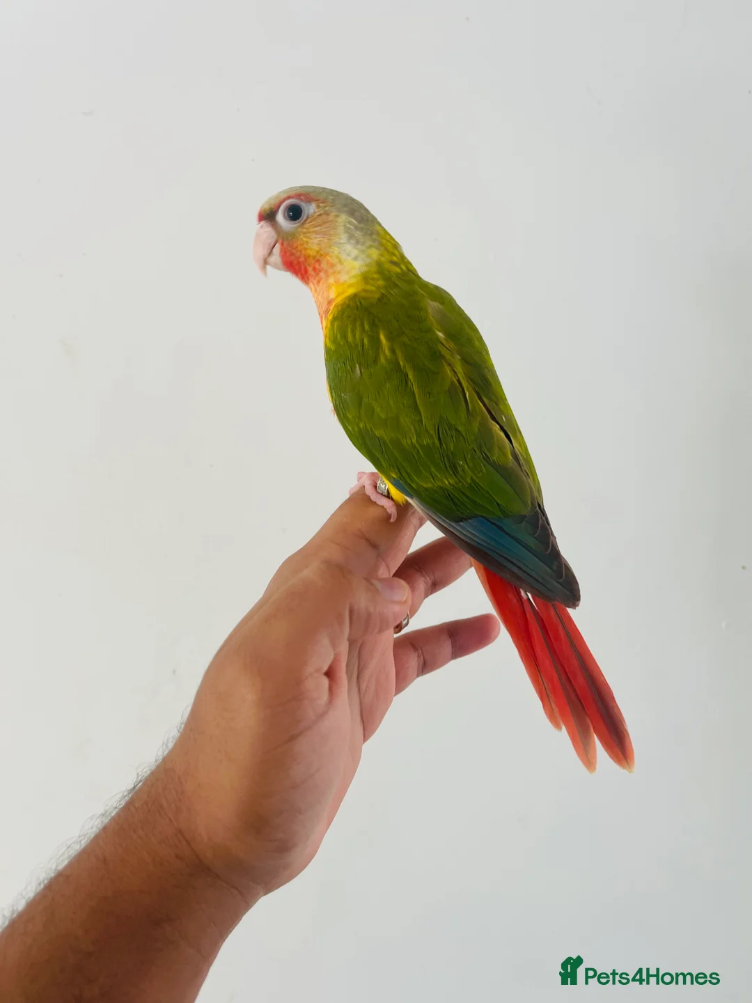 Conures birds for sale: Hand reared conure for sale  - Advert 23