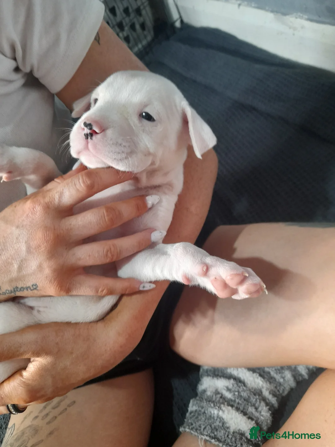 Mixed Breed dogs for sale: 1  left (boy) alpha blue bulldogs ready now - Advert 2