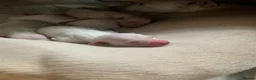 Italian Greyhound dogs for stud: Romeo italian greyhound Russian Import for stud  - Advert 5