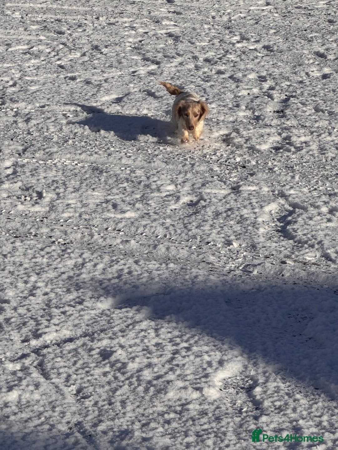 Miniature Dachshund dogs for sale: Kc longhair miniature dachshunds - Advert 6