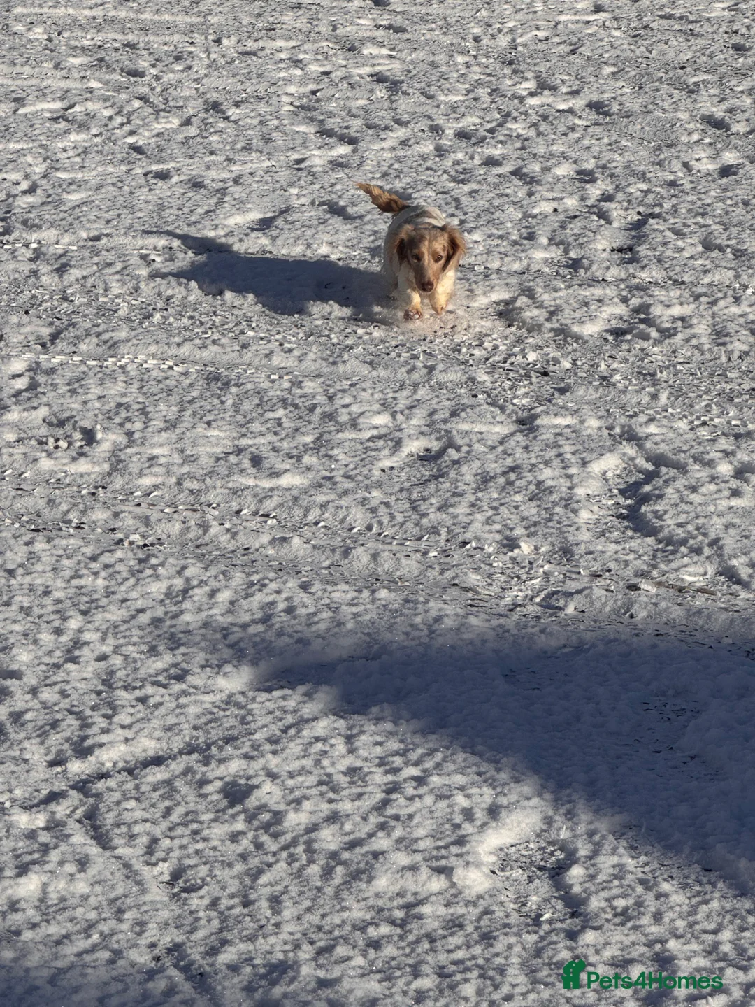 Miniature Dachshund dogs for sale: Last 2 blue&tan girls kc longhair mini dachshunds - Advert 17