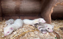 Ferret rodents for sale: Male ferrets born may 25 - Image 2