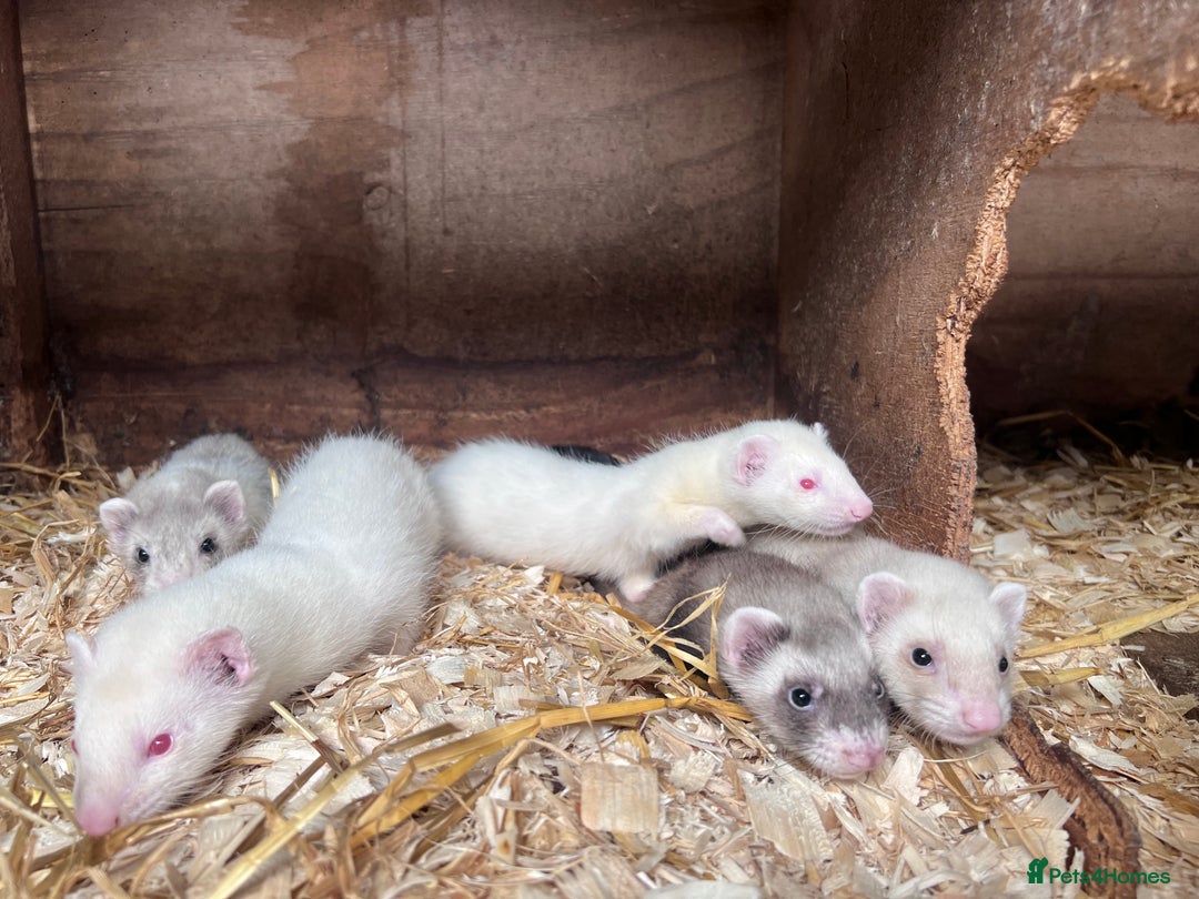 Ferret rodents for sale: Male ferrets born may 25 - Image 2
