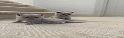 British Shorthair cats for sale: Britsh shorthair  - Advert 7