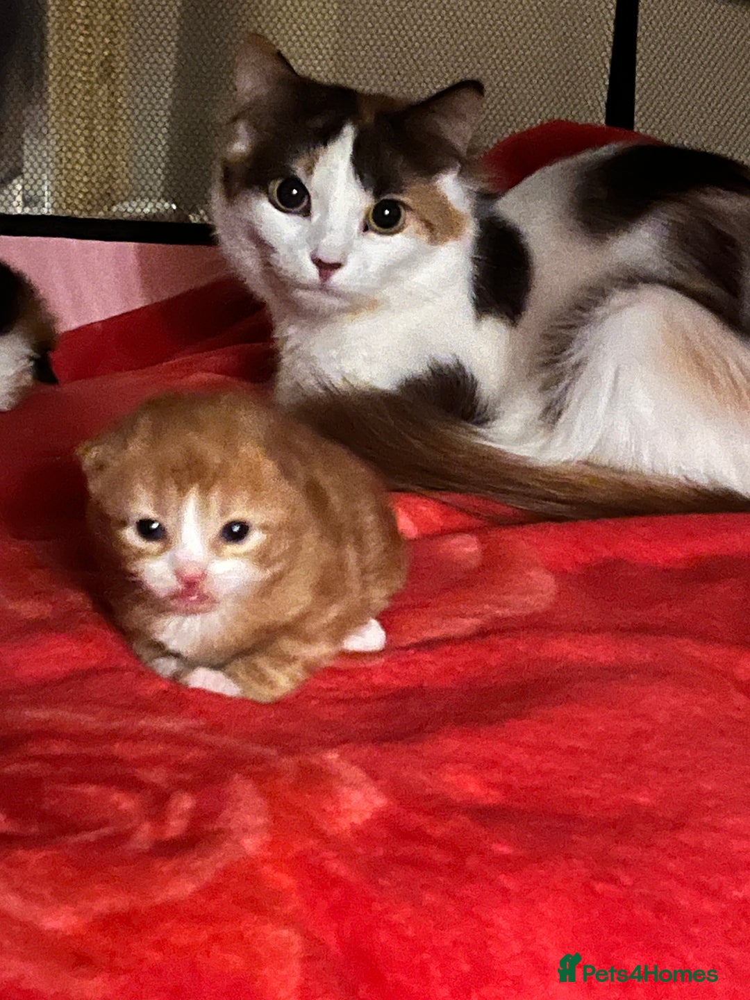 Ragdoll cats for sale: ✨ Ragdoll mix kittens ✨ - Image 8