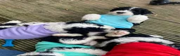 Sheepadoodle dogs for sale: Beautiful F1 Sheepadoodles  - Advert 30