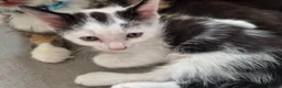 Mixed Breed cats for sale: Ready now Beautiful kittens - Advert 8