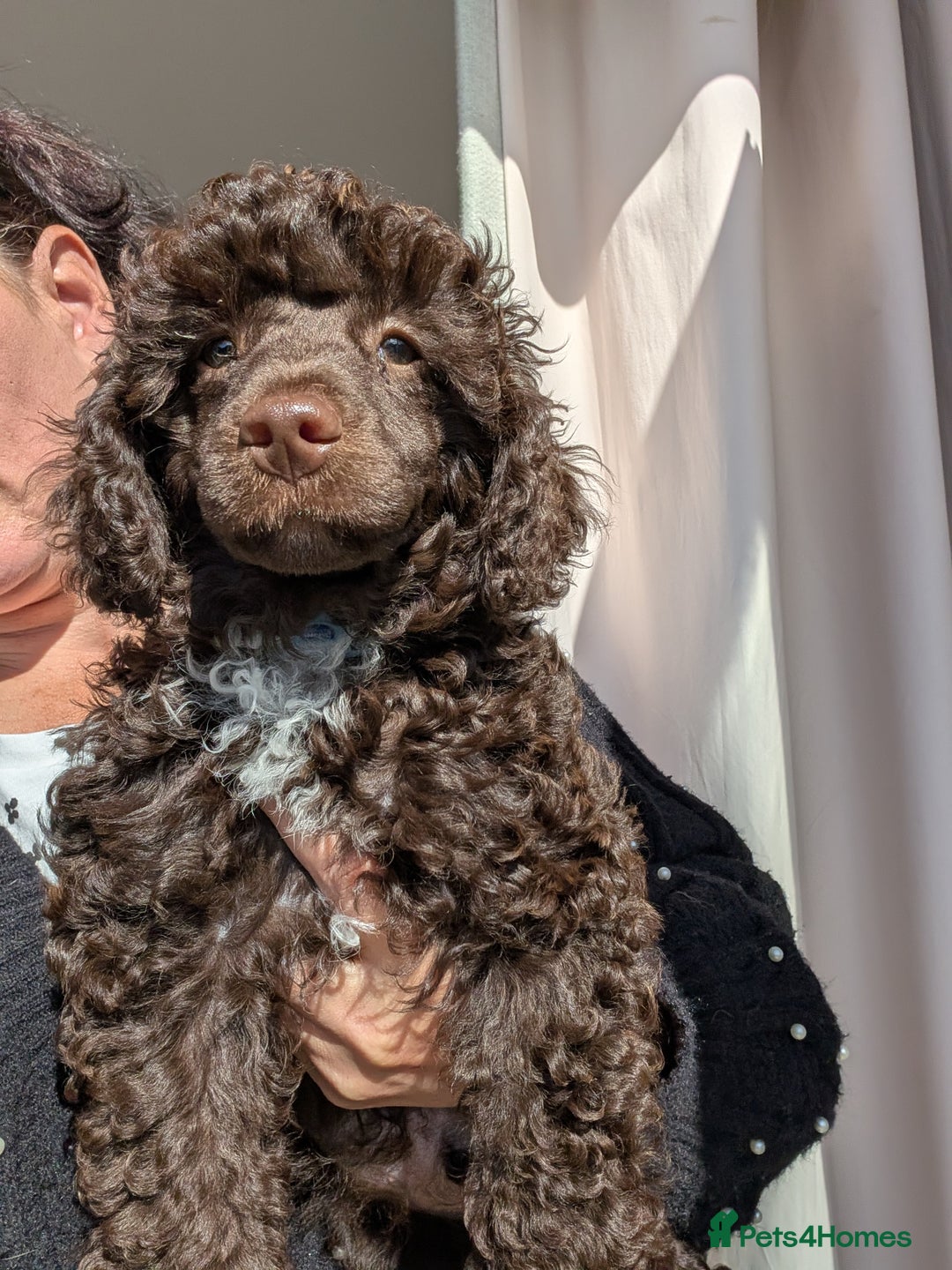 Miniature Poodle dogs for sale: Beautiful KC registered miniature poodles  - Image 14