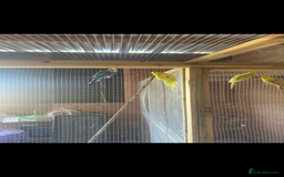 Budgerigars birds for sale: Mixed budgies for sale aged 1-3 years  - Image 4