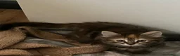 Mixed Breed cats for sale: Beautiful kitten - Advert 3