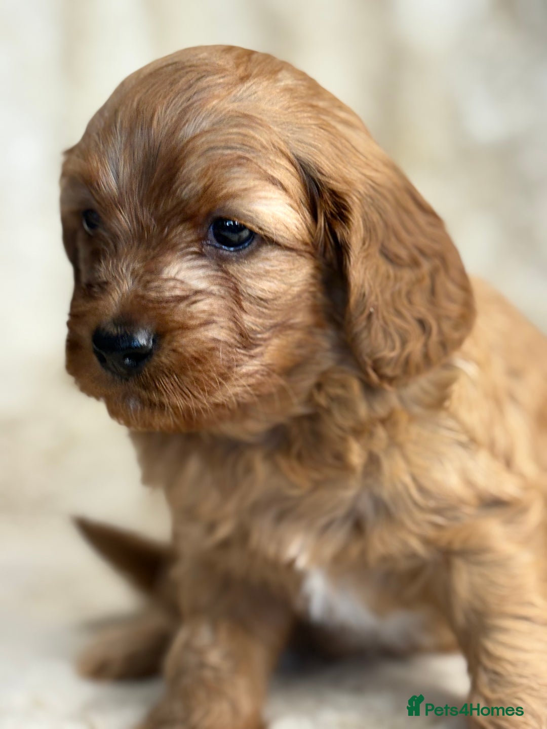 Cavapoo dogs for sale: Stunning health tested Cavapoo puppies - Image 12