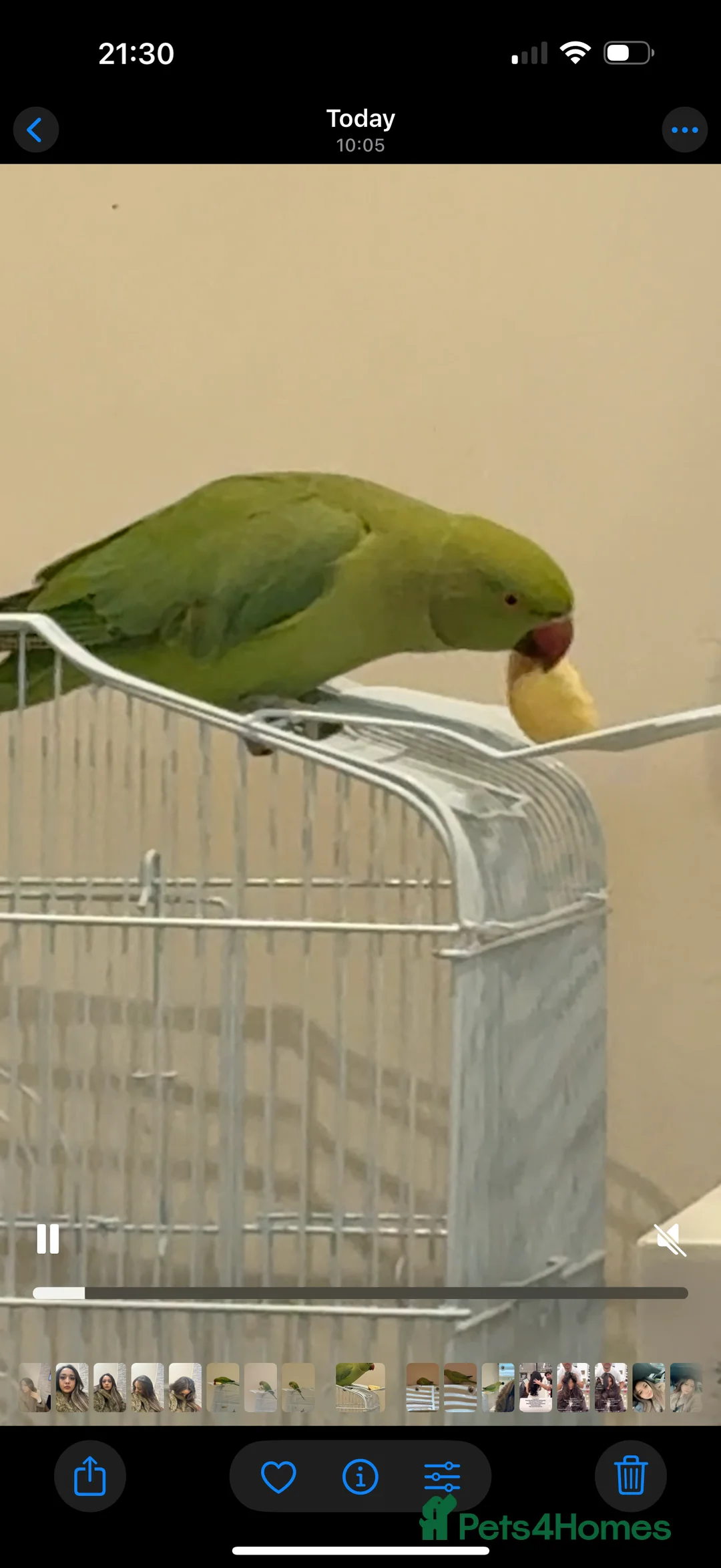 Parrots birds for sale: 7 months boy Indian ring neck bought 3 months ago - Advert 1